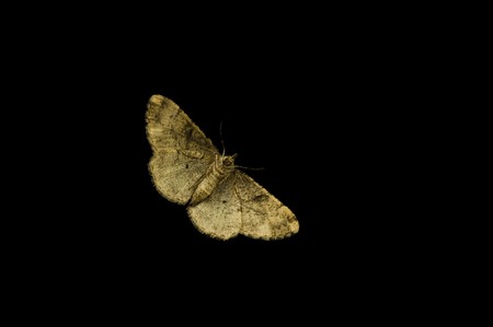 moth bottom sideの写真素材