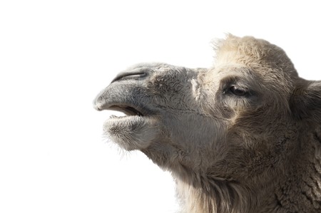 camel isolatedの写真素材