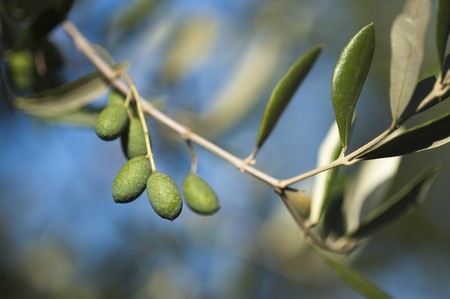 olive brancheの写真素材