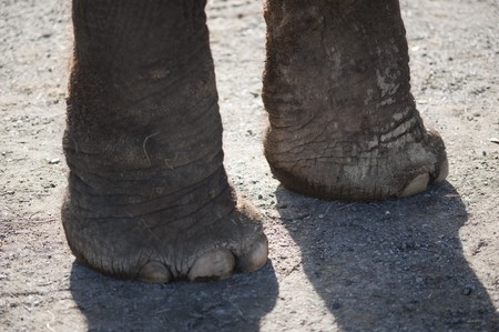elephant footの写真素材