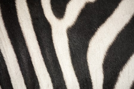 zebra skinの写真素材