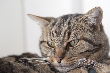 cat petの写真素材