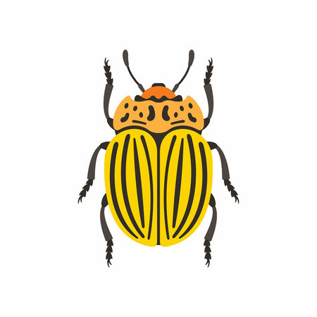 Colorado beetleのイラスト素材