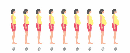 Stages of change in a woman's body in pregnancy on white backgroundのイラスト素材