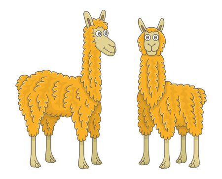 Set of Llamas. isolated on white backgroundのイラスト素材