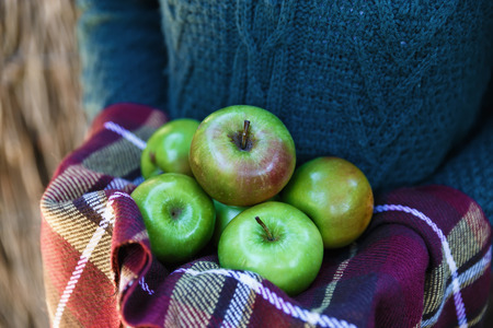 Female hands holding apples in a warm cloth. Selective focus, shallow Depth of Fieldの写真素材