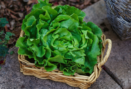 Single butter lettuce head in a woven basket outdoorの写真素材