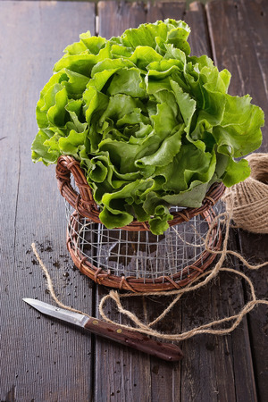 Single butter lettuce head in a metal basket over rustic wooden backgroundの写真素材