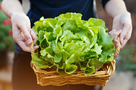 Hands holding woven basket with head of organic butter lettuce. Outdoor, selective focusの写真素材
