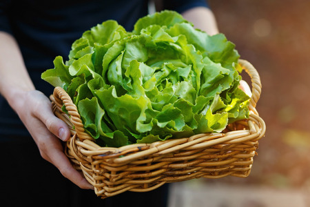 Hands holding woven basket with head of organic butter lettuce. Outdoor, selective focusの写真素材
