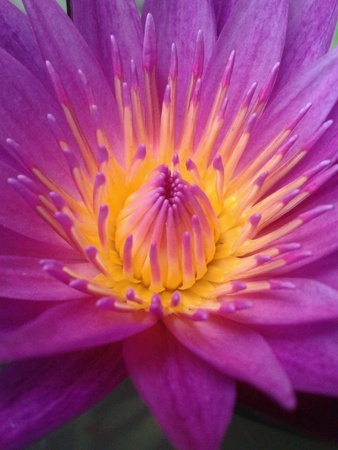 A beautiful lotusの素材