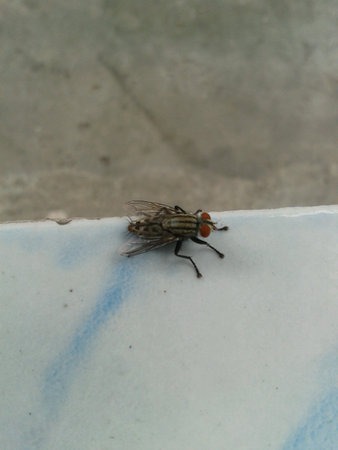Beautiful fly