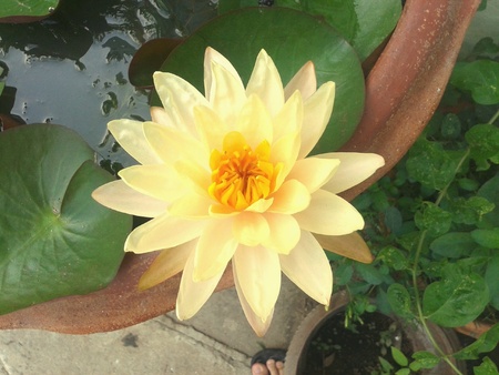 Beautiful flower lotusの素材