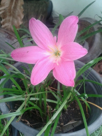 Beautiful flowerの素材