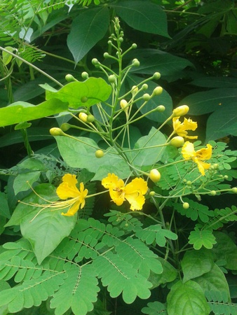 Beautiful flowerの素材