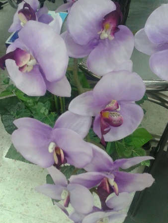 Beautiful flowerの素材