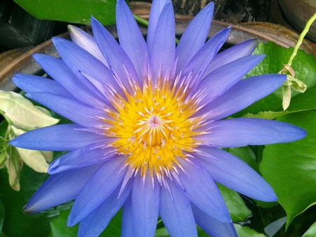 Flower lotus nature beautifulの素材