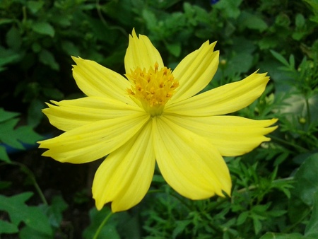 Flower yellow beauty beautifulの素材