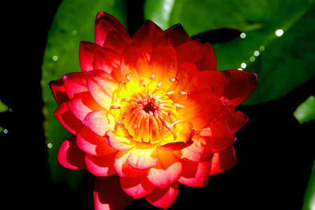 The close up red lotusの写真素材