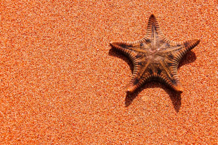 Single starfish is on the sand backgroundの写真素材