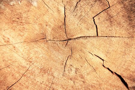 Count the age of trees from year rings.の写真素材