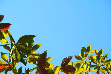 colorful leaves on bright blue sky background with sunlightの写真素材