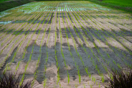 Control the water level of the rice field to change between dry water and waterlogging. during the tillering period in the management of water use.の写真素材