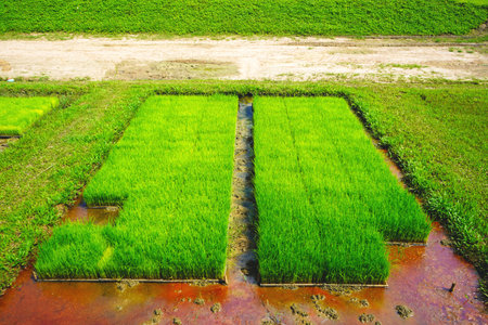 Young rice seedlings are planted in the plot. to prepare for planting in rice fields.の写真素材