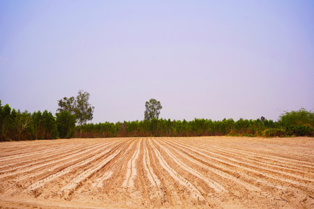 Planting cassava by tilling, raising furrows in the soil and planting the cuttings in a straight line. For ease of maintenance.の写真素材