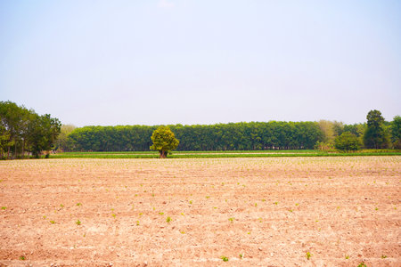 Planting cassava by tilling, raising furrows in the soil and planting the cuttings in a straight line. For ease of maintenance.の写真素材