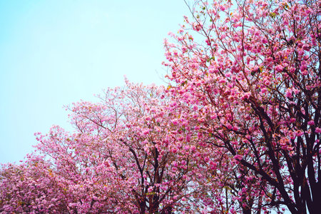 Pink Tecoma flowers or Thai cherry blossoms Popularly planted in parks and along roadsides as beautiful flower tunnels in Nakhon Pathom.の写真素材