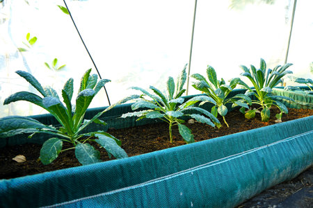 Vegetables are grown in greenhouses to control the environment suitable for growth.の写真素材