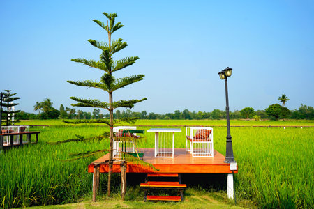 Sit and relax on white chairs on a raised wooden floor with a steps near a pine tree in a coffee shop in the middle of a rice field.の写真素材