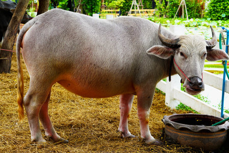 Farmers raise native buffalo to use as a replacement for rice tractors and use buffalo dung as...