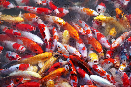Raising koi fish pormotes good feng shui in terms of success, wealth, good luck, and love.の写真素材