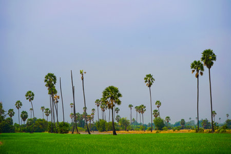 The beauty of a palm tree planted prominently in the middle of a rice field.の写真素材