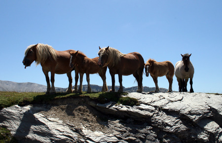 horsesの写真素材