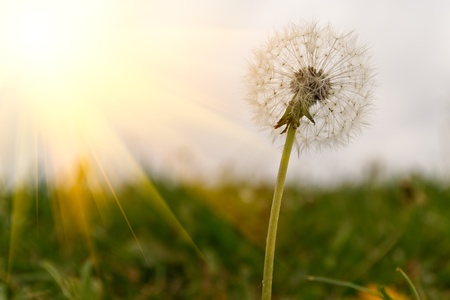 Dandelionの写真素材