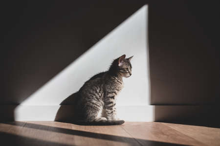 A cat sitting indoors and enjoying the sunlightの写真素材
