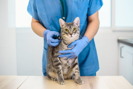 Female veterinarian doctor is examining a cat with stethoscopeの写真素材