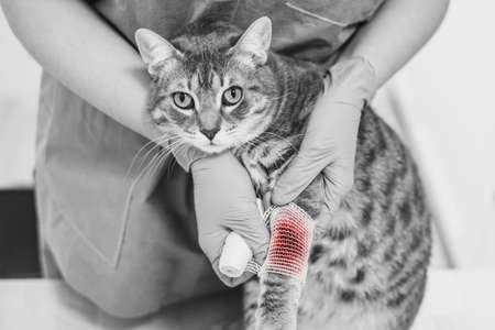 Veterinarian doctor bandaging the injured leg of a catの写真素材