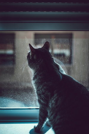 Gray cat sitting on the windowsill and looking out the windowの写真素材