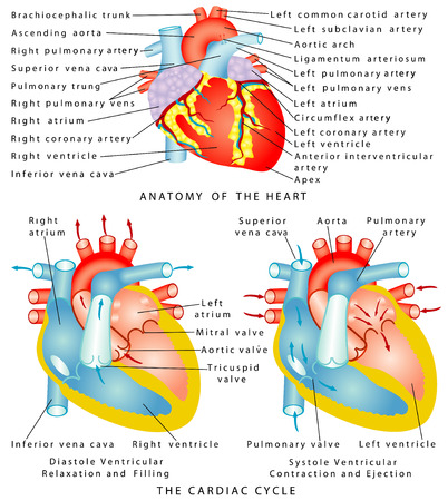 Heart  Anatomy of the Heart  The Cardiac Cycle  Diastole Ventricular Relaxation and Filling  Systole Ventricular Contraction and Ejectionのイラスト素材