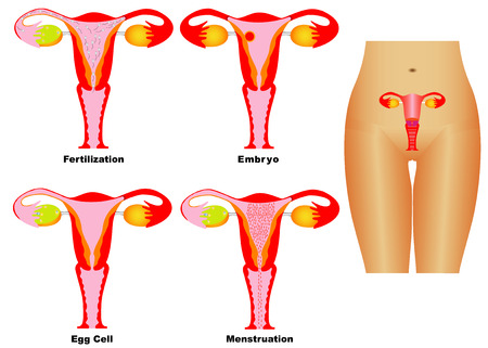 Female Reproductive System  Reproductive system of women on white background  Ovulation and Menstruation  Fertilization and pregnancy  のイラスト素材
