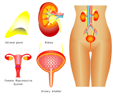 Urinary system  Female urinary system, reproductive system on white backgroundのイラスト素材