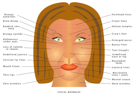 Ageing face changes. Facial Wrinkles. Folds and wrinkles on the face of woman. Wrinkles and skin of elderly. Correction of wrinkles on face. Causes of wrinkles. Facial muscle tensityのイラスト素材