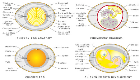 Chicken egg structure on a white background. Cross section of bird embryo inside egg.のイラスト素材