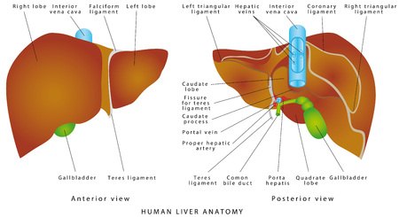Liver anatomy. Gallbladder on a white background. The gallbladder and bile ductのイラスト素材
