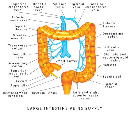 Abdominal Veins. Blood supply to the colon. Anatomy Of Human Abdominal Vein System. Colon Anatomy. Veins supply of the large intestine. Large intestine veins supply.のイラスト素材