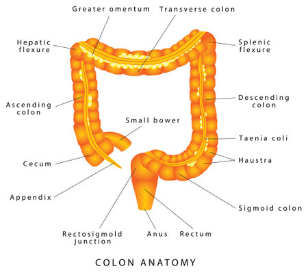 Large intestine. Anatomy of the Large Intestine. Medical Illustration. Human Anatomy Circuit...